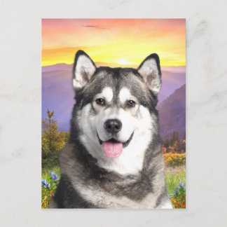 Alaskan Malamute Briefkaart