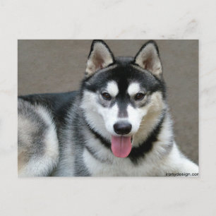 Alaskan Malamute Dogs Briefkaart