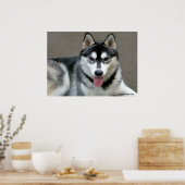 Alaskan Malamute Dogs Poster (Keuken)