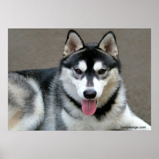 Alaskan Malamute Dogs Poster (Voorkant)