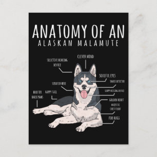 Alaskan Malamute Funny Dog Owner Briefkaart