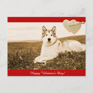 Alaskan Malamute Happy Valentijnsdag briefkaart