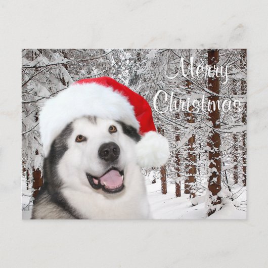Alaskan Malamute Kerstmis Feestdagenkaart (Voorkant)