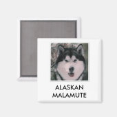 Alaskan Malamute Magnet Magneet (Voorkant / Achterkant)