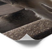 Alaskan Malamute Poster (Hoek)