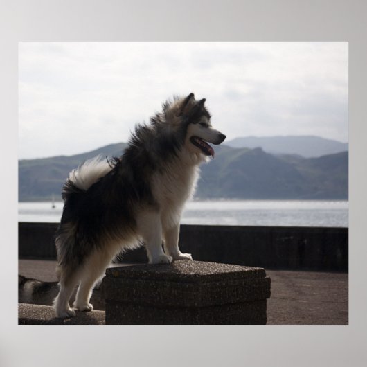 Alaskan Malamute Poster (Voorkant)