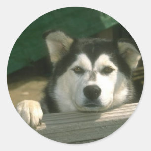 Alaskan Malamute Sticker