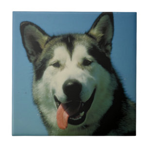 Alaskan Malamute Tile Tegeltje