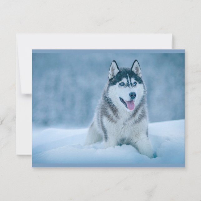 Alaskan Malamute wandelen op sneeuwveld (Voorkant)
