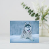 Alaskan Malamute wandelen op sneeuwveld Briefkaart (Staand voorkant)