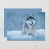 Alaskan Malamute wandelen op sneeuwveld Briefkaart (Voorkant / Achterkant)
