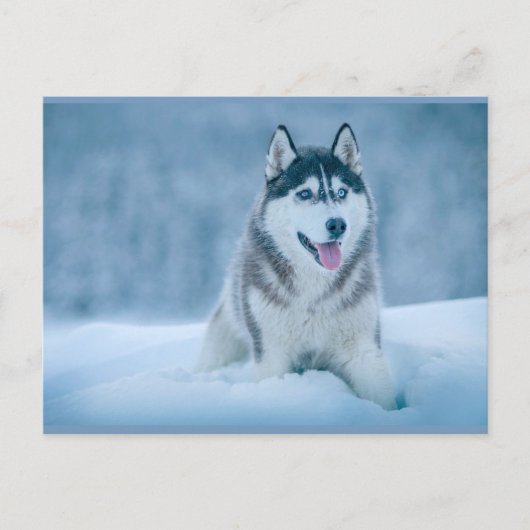 Alaskan Malamute wandelen op sneeuwveld Briefkaart (Voorkant)
