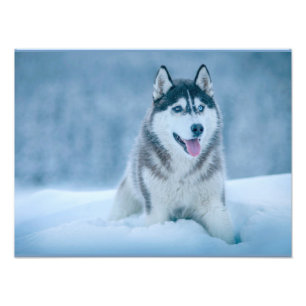 Alaskan Malamute wandelen op sneeuwveld Foto Afdruk