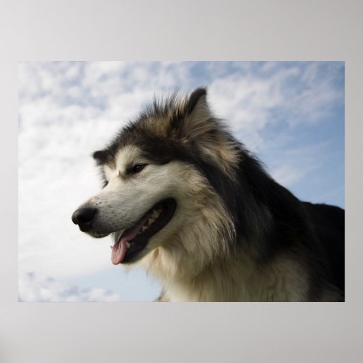 Alaskan Malamutes Poster (Voorkant)