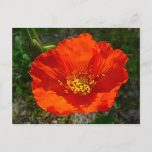 Alaskan Red Poppy Colorful Flower Briefkaart