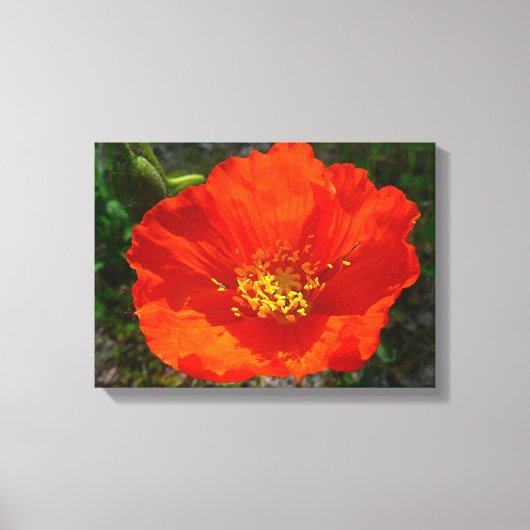 Alaskan Red Poppy Colorful Flower Canvas Afdruk (Voorkant)