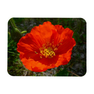 Alaskan Red Poppy Colorful Flower Magneet