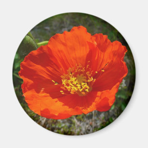 Alaskan Red Poppy Colorful Flower Magneet