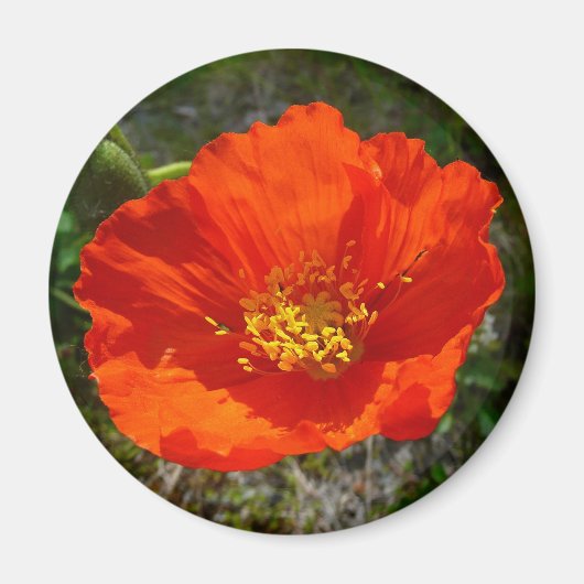 Alaskan Red Poppy Colorful Flower Magneet (Voorkant)