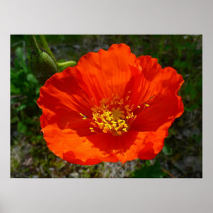 Alaskan Red Poppy Colorful Flower Poster