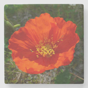 Alaskan Red Poppy Colorful Flower Stenen Onderzetter