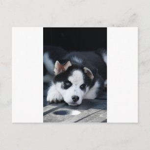 Alaskan Siberian Lop Eared Husky Sled Dog Puppy Briefkaart
