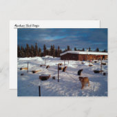 Alaskan Sled Dogs Briefkaart (Voorkant / Achterkant)