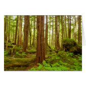 Alaskan Temperate Rainforest (Voorkant Horizontaal)