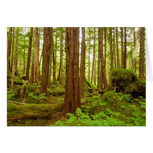 Alaskan Temperate Rainforest (Voorkant Horizontaal)