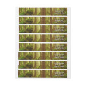 Alaskan Temperate Rainforest (Vel)