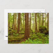 Alaskan Temperate Rainforest Briefkaart (Voorkant / Achterkant)