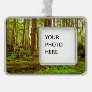 Alaskan Temperate Rainforest Verzilverd Kader Ornament
