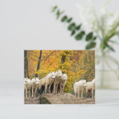 Alaskan White Wolves in het bos Briefkaart (Staand voorkant)