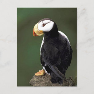 Alaskan Wildlife Briefkaart