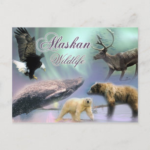 Alaskan Wildlife Briefkaart