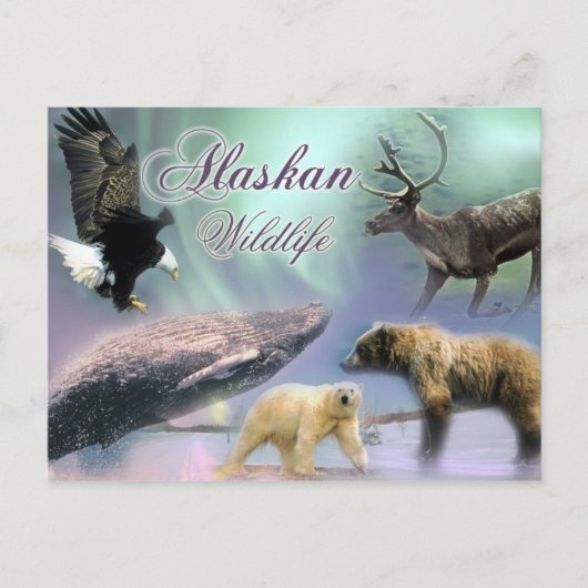 Alaskan Wildlife Briefkaart (Voorkant)