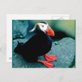 Alaskan Wildlife Briefkaart (Voorkant / Achterkant)