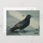 alaskanraven briefkaart (Voorkant / Achterkant)