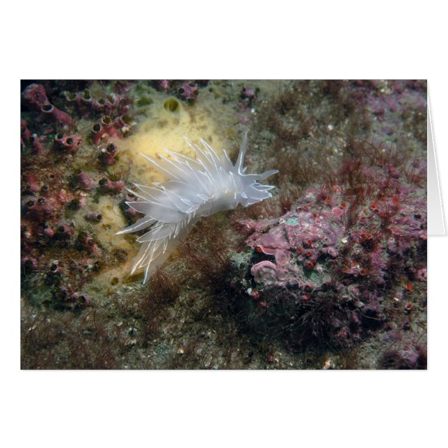 Albâtre Nudibranche (Devant horizontal)
