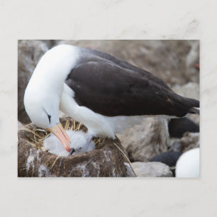 Albatros met een griet briefkaart