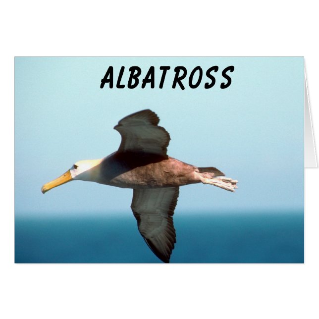Albatros volant (Devant horizontal)
