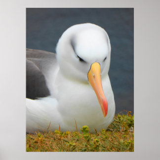 Albatross Bird voor de kust van Nieuw-Zeeland Poster