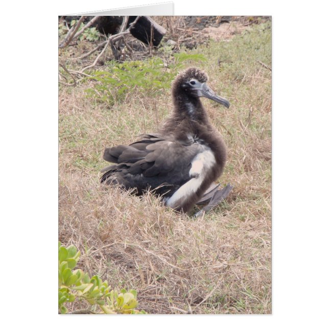 Albatross Chick (Voorkant)