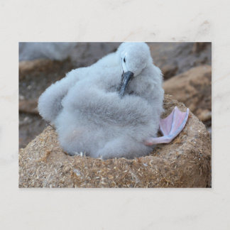 Albatross Chick Briefkaart