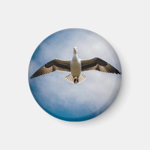 Albatross Magneet