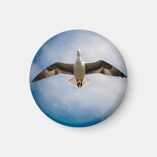 Albatross Magneet (Voorkant)