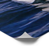 Albatross Poster (Hoek)