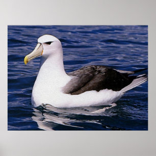 Albatross Poster