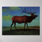 Albert Bierstadt, Elk Poster (Voorkant)