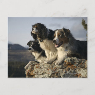 Alberta, Canada 2 Briefkaart